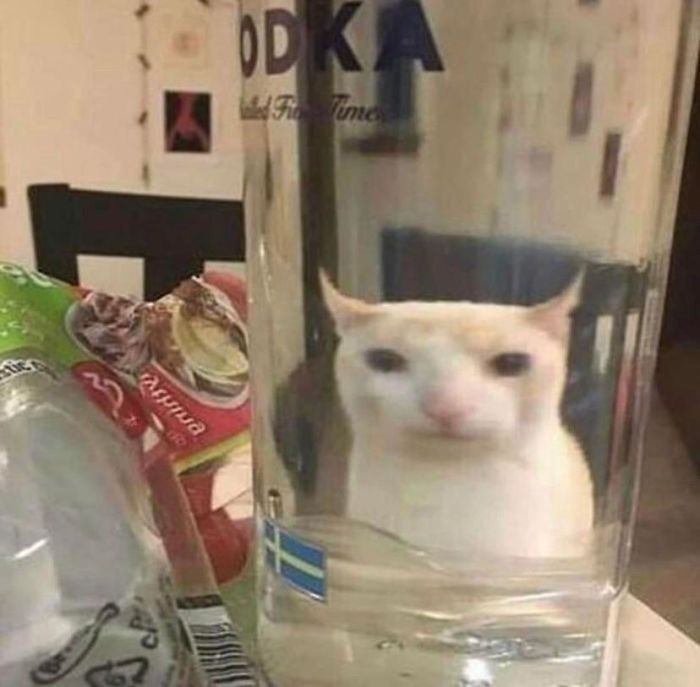 Pets-Animals-Behind-Glasses