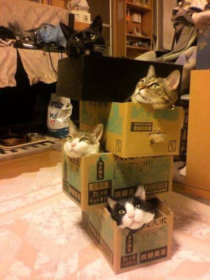 Four cats peeking out from a cardboard fort made of stacked boxes in a cozy indoor space.