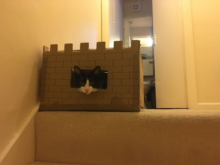 Cat Fort