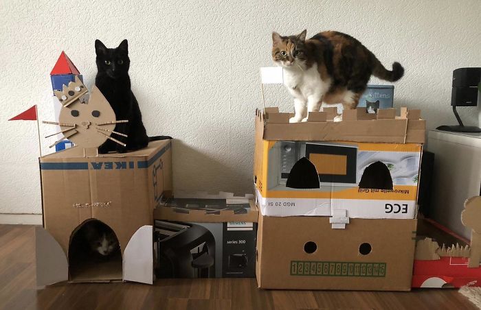 Two cats perched on and inside creatively built cardboard forts made from recycled boxes as an eco-friendly cat solution.