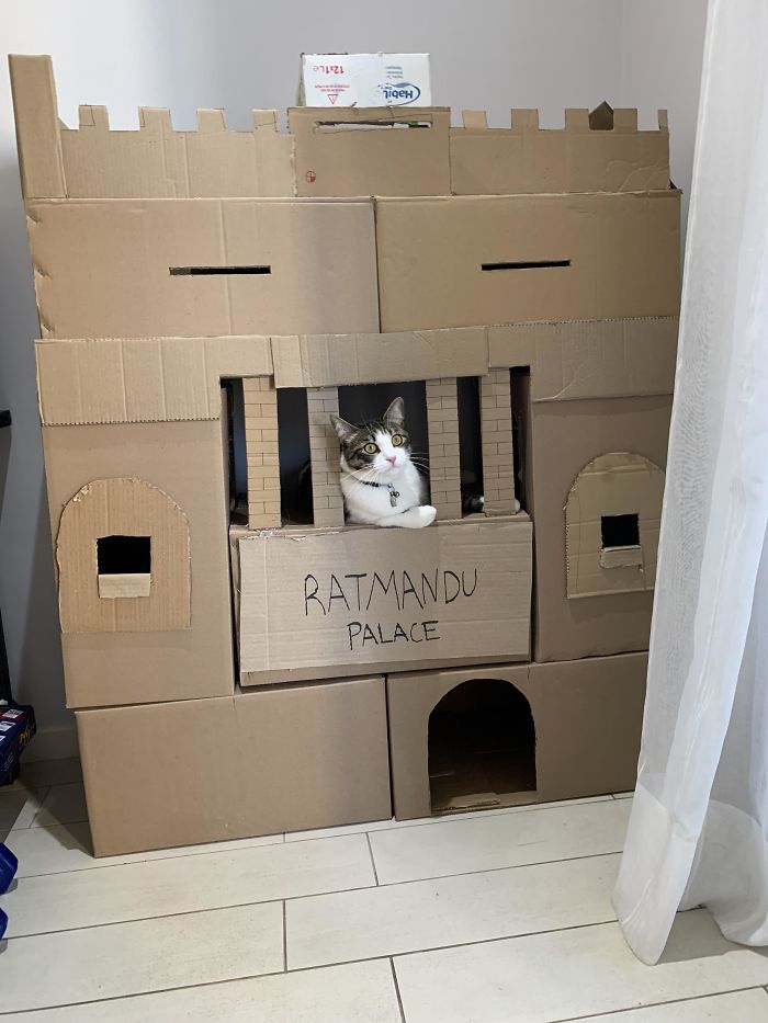 Cat inside an elaborate cardboard fort labeled Ratmandu Palace, showcasing a creative and ecological cardboard solution.