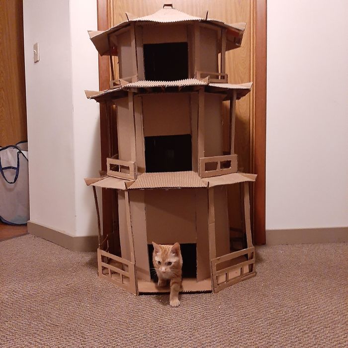 Orange cat stepping out of a multi-level cardboard fort, an ecological solution for recycling boxes and cat entertainment.