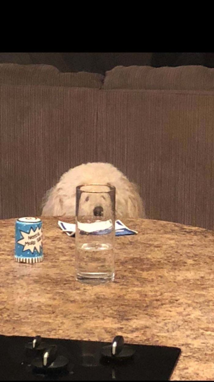 Pets-Animals-Behind-Glasses