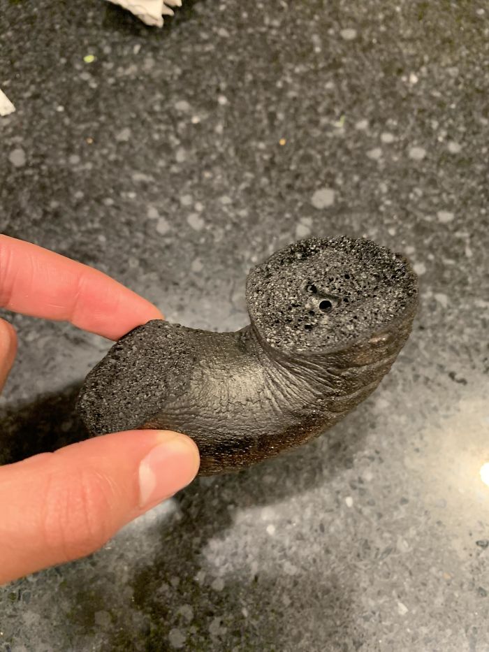 My Little Sister Accidentally Microwaved A Bagel For Ten Minutes