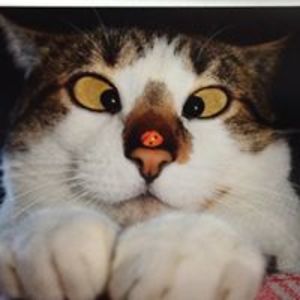 trance4mation avatar