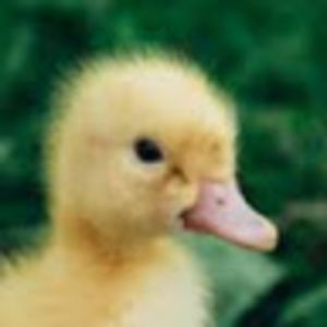 michaelwiesnet avatar