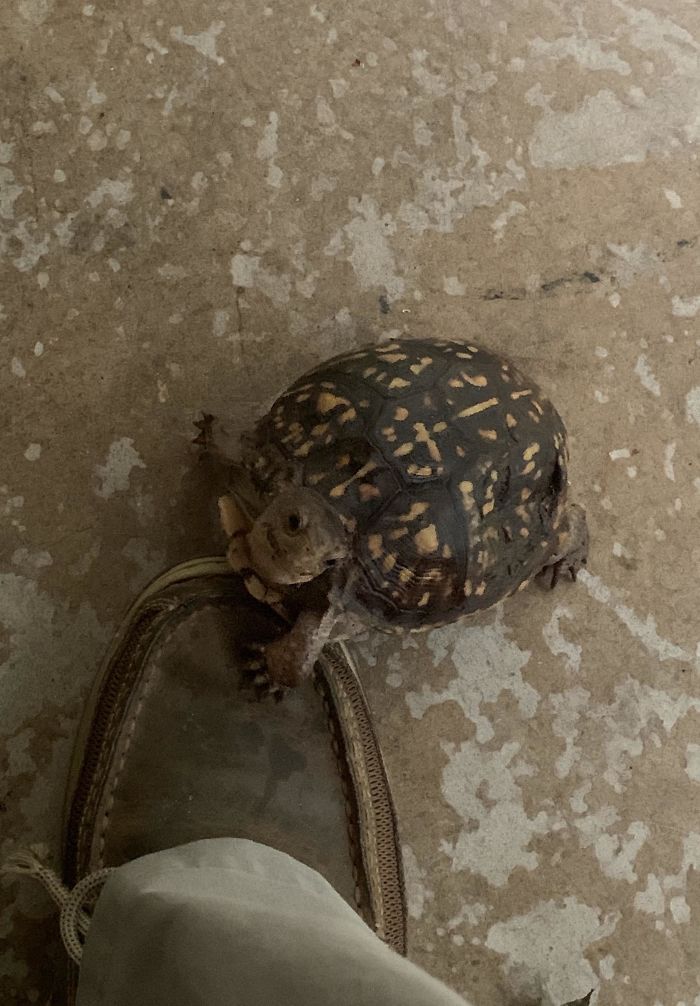 She Snuck Up On Me Wanting A Tomato. This Old Girl Has Been Coming To Our House For Years To Get A Snack. We Had About Giving Up On Her This Year