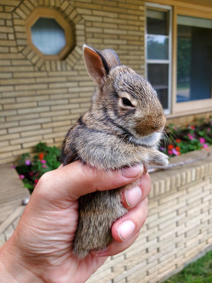 This Grumpy Hero Alerted Me About Its Family's Camouflaged Underground Den With 5 Siblings While Mowing Today