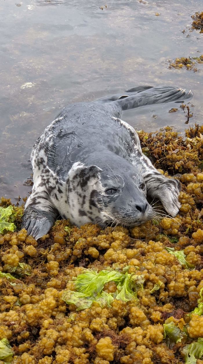 Baby Seal On My Walk This Morning