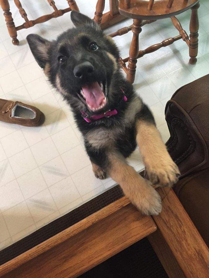 Zoey, The German Shepherd