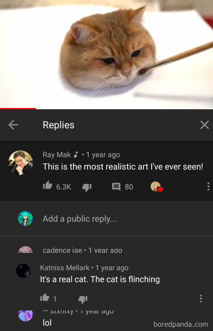 Its A Real Cat Idiots