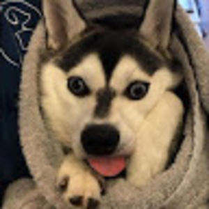 alphathealmighty avatar