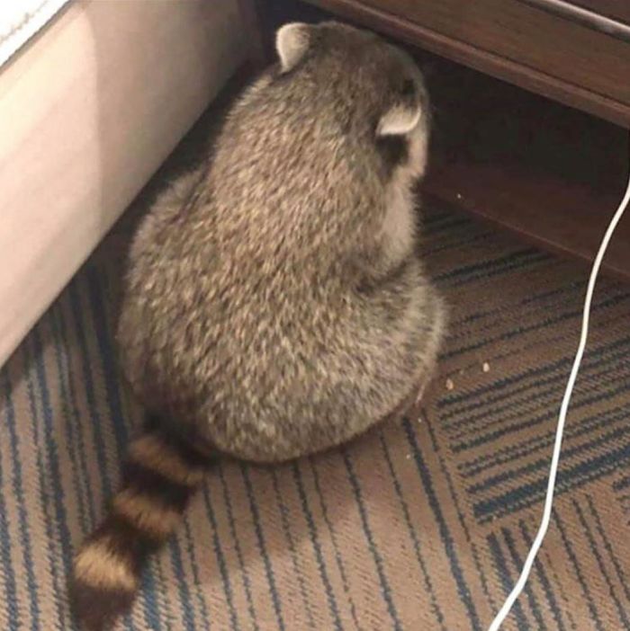 No Talk Me, I Am Angry