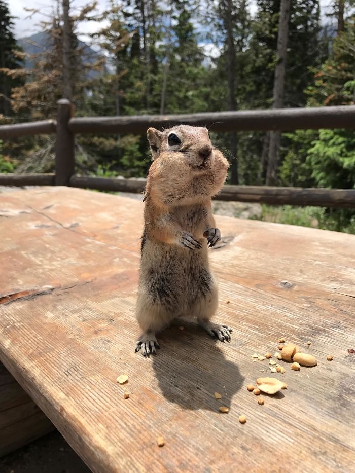 Fed This Guy About 20 Peanuts For Lunch Today