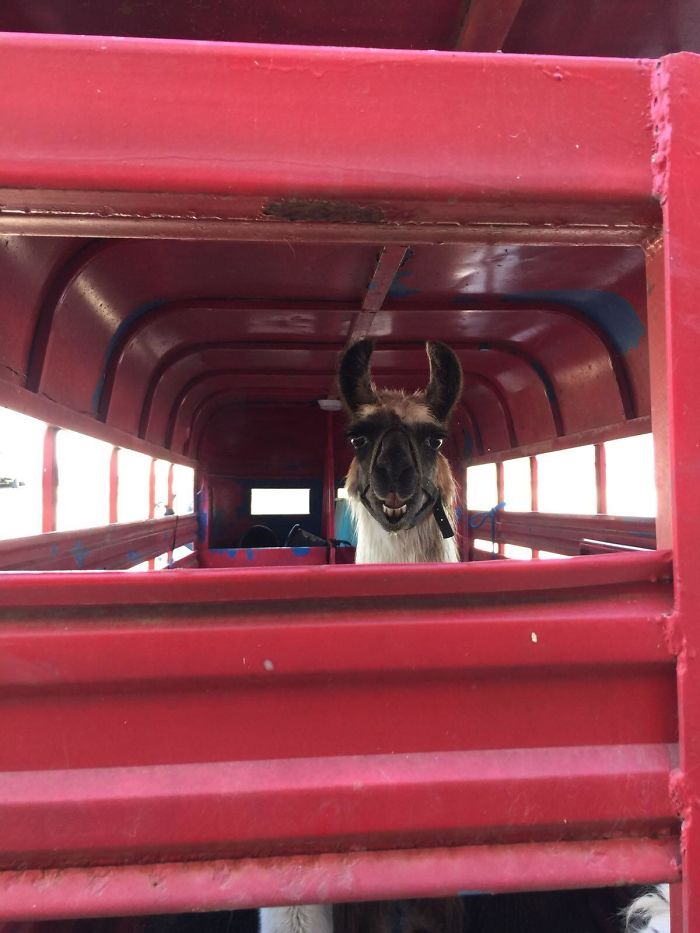 My Aunt Works For A Vet And This Guy Was Booked In For A Check-Up