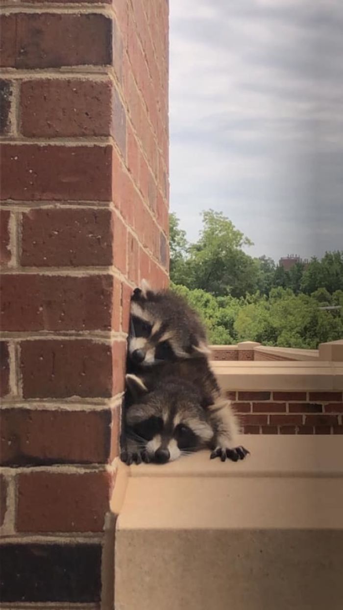 These Two "Students" Startled Me On Campus, But Then Adopted This Position To Let Me Know They Were Sorry