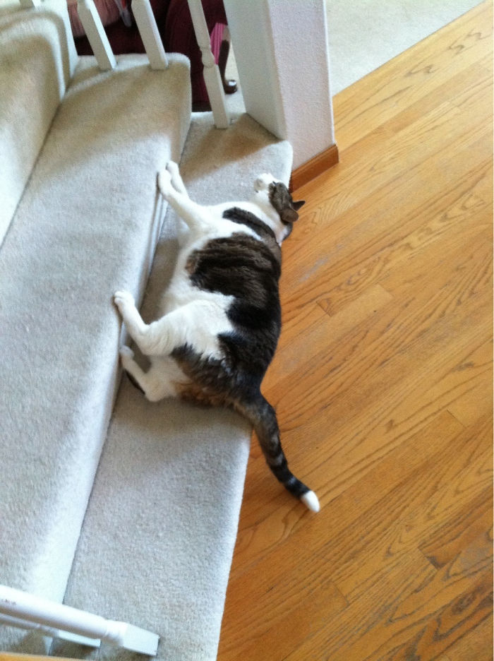 Funny-Cats-Defying-Gravity-Physics