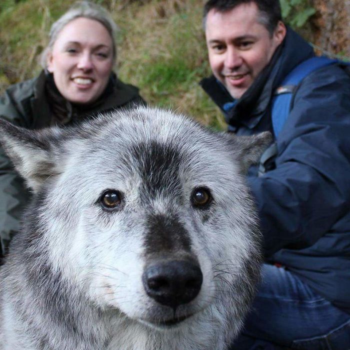 17-½-Year-Old (Then) Canadian Black Wolf. Absolutely Adorable Sweetheart. Her Name Is Madadh