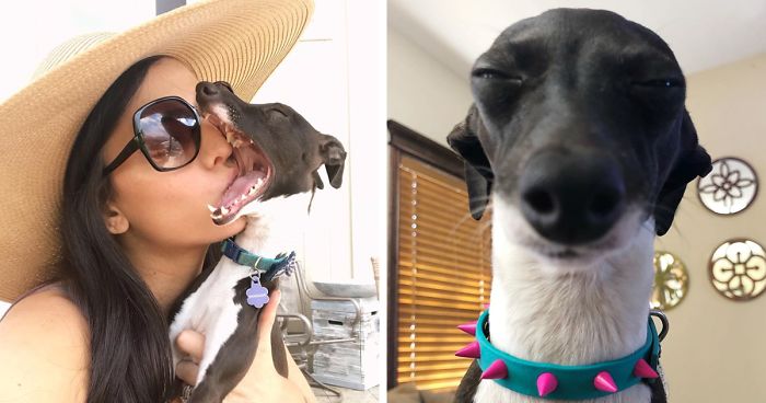 Woman Is Stuck At Home Due To Her Chronic Illness, So She Gets Herself A Dog That Has Funny Human-Like Expressions (30 Pics)