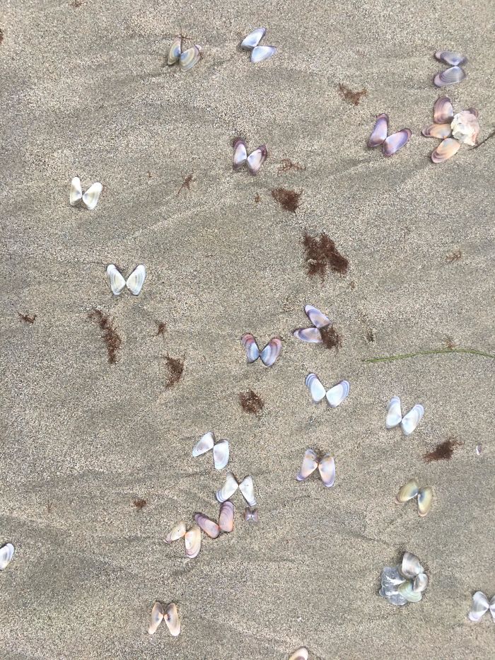 These Shells Look Like Little Butterflies