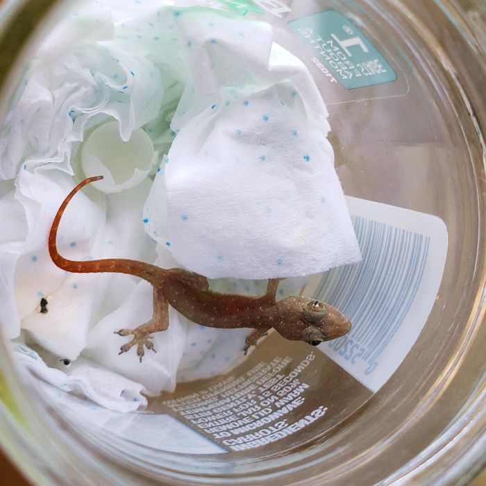 One Month Ago My Sister Found A Tiny Egg And Gave It To Me. I Put It In A Jar Not Expecting Anything. But Today It Hatched! I'm A Father