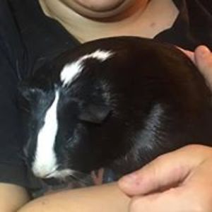 chixwithstix29 avatar