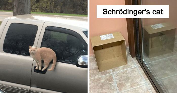 40 Cats Who Decided That Disobeying Their Owners Is Not Enough So They Defied The Laws Of Physics As Well