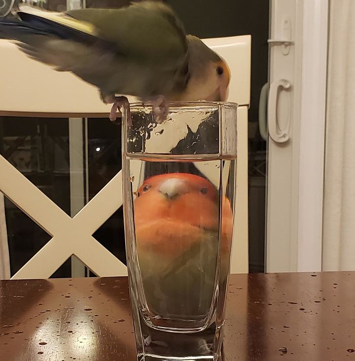 Birbborb