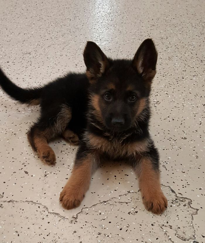 The Cutest German Shepherd Pupper