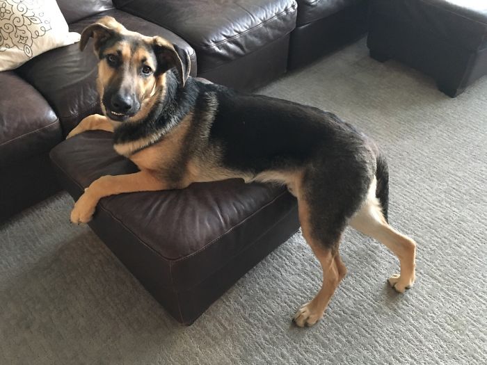 He Is Trying To Pretend He's Not On The Furniture Because His Feet Are On The Floor. Welcome To Owning A German Shepherd Puppy