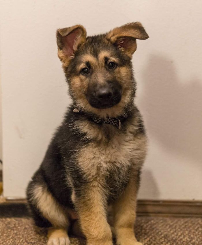 This Is Kona, My Three Month Old German Shepherd