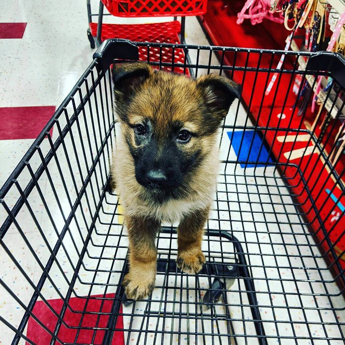 I Got My First German Shepherd Puppy. Meet Athena