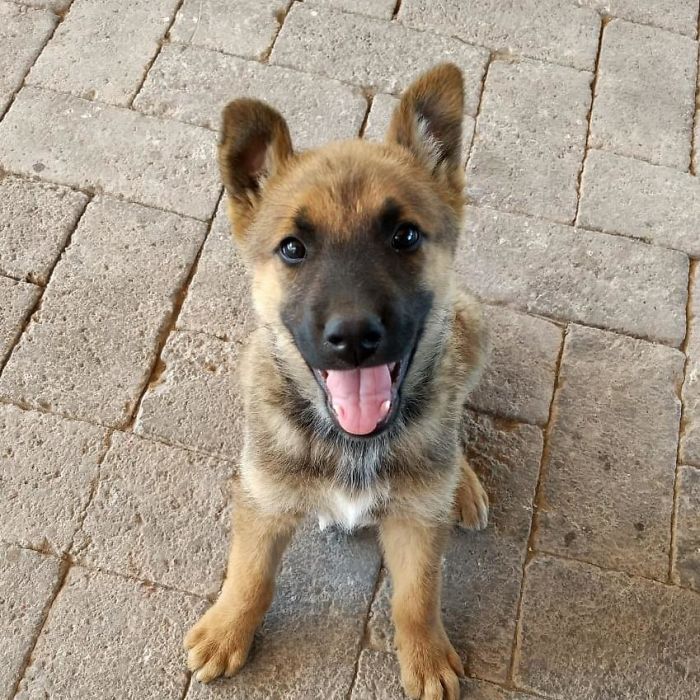 My GF's German Shepherd Is Just Happy To Be Here