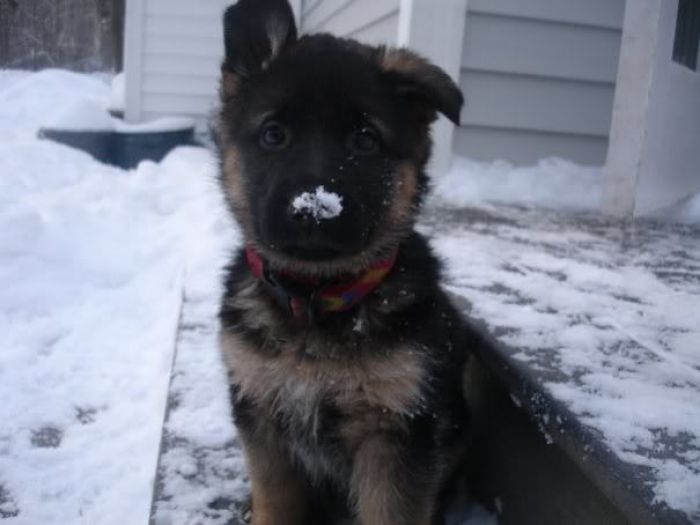 My Aunt's German Shepherd Pup, Augustus