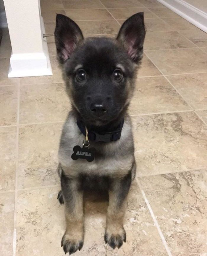 My Big Brothers German Shepherd Given From The Air Force