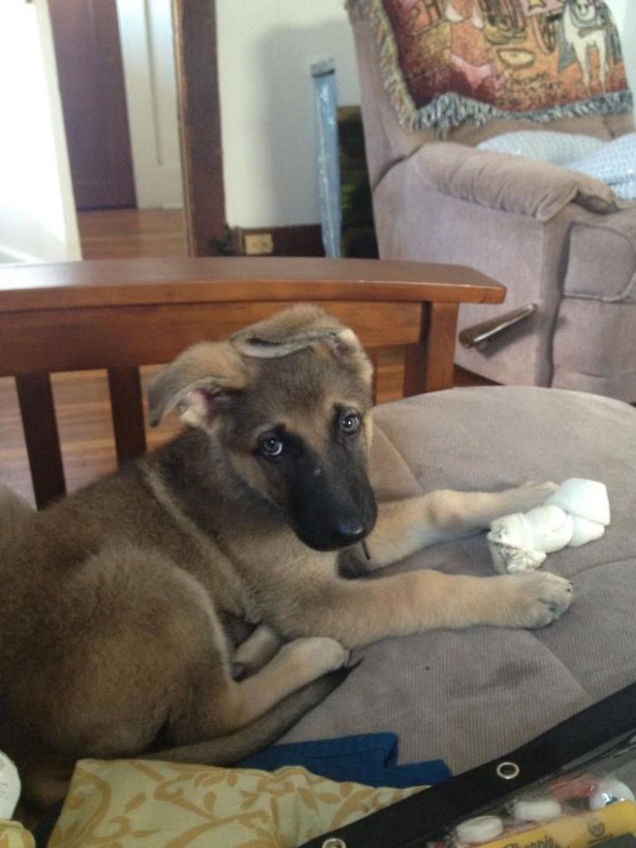 This Is Our New German Shepherd Pup, Cody. His Ears Have Been Like That Since We Got Him A Week Ago