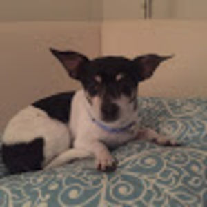 inratterrieritrust avatar