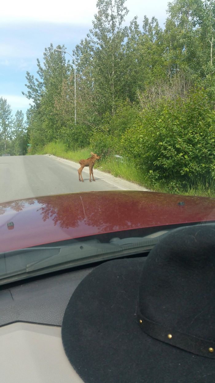 A Baby Moose I Saw In Town Today