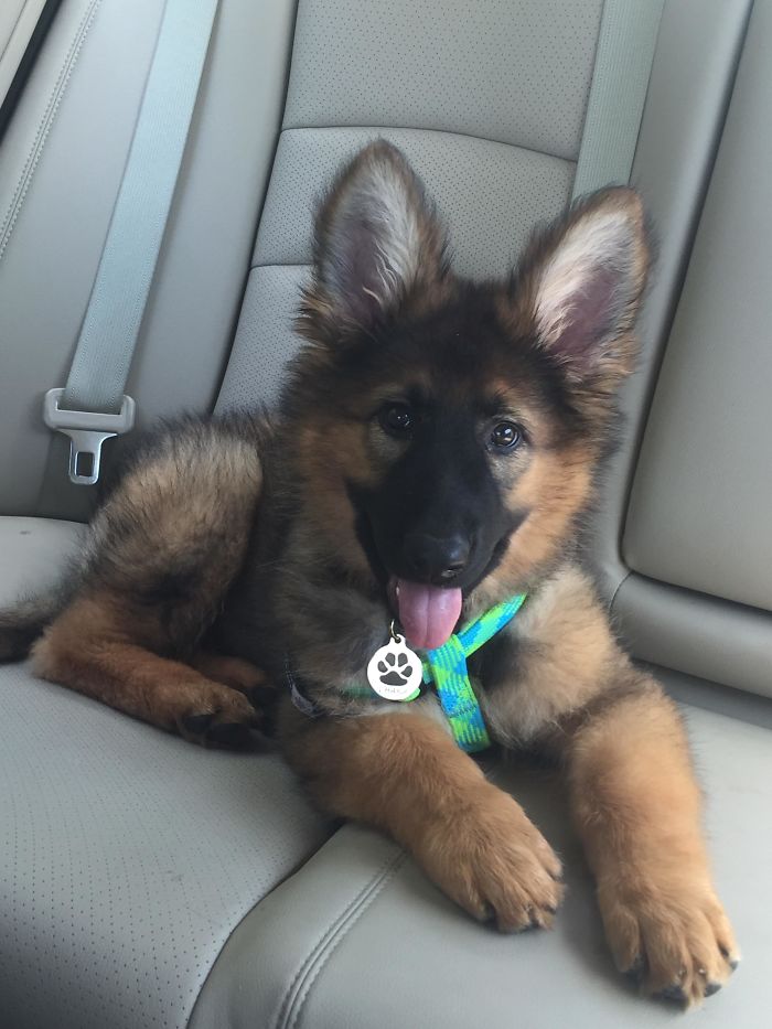 Tongue Out, Ears Up - It's Time To Party