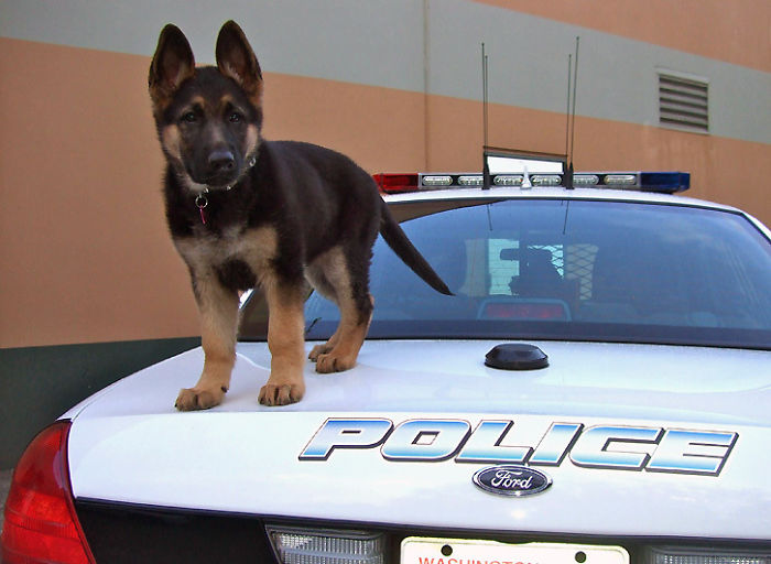 Police K-9 Puppy's First Day On The Job