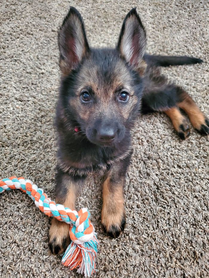 My Fiancé Has Wanted A Dog His Whole Life. This Is His College Graduation Present. Welcome Home Maple