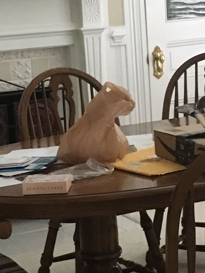 This Bag Looks Like A Cat