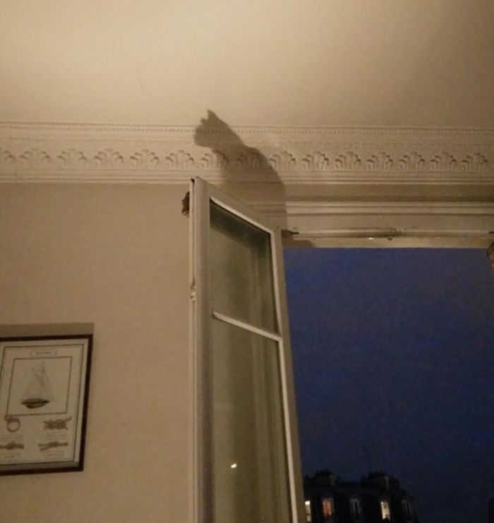 This Shadow Of The Window Frame Looks Like A Cat Is Perched Up There.