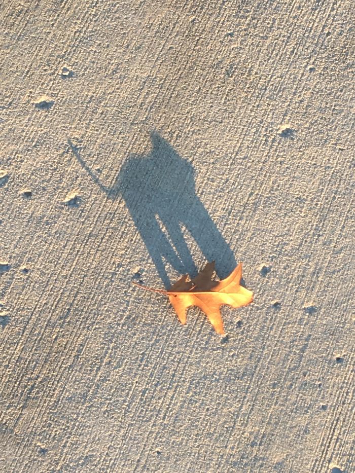 This Leaf's Shadow Kinda Looks Like A Cat