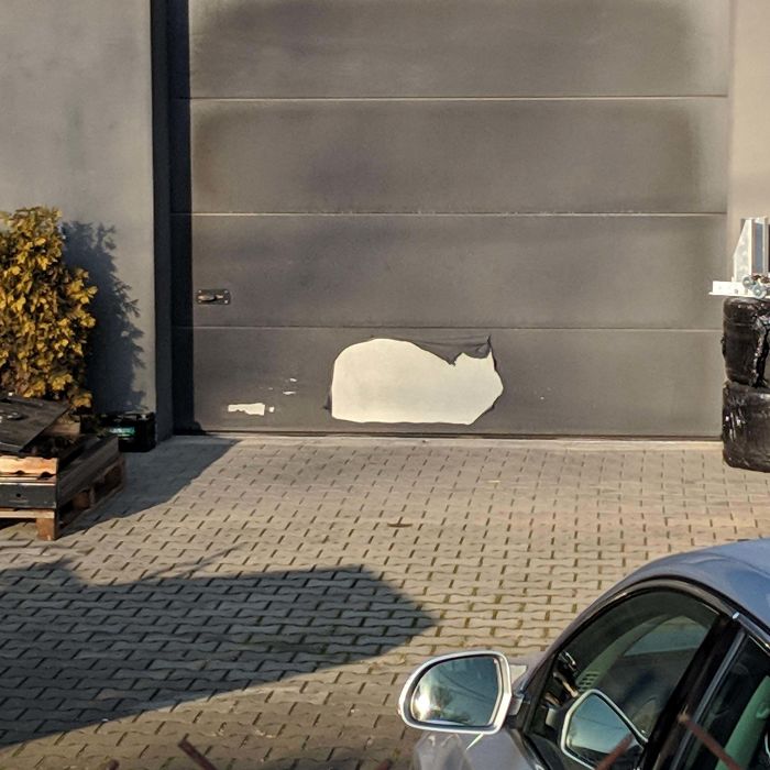 This Peeled Off Paint Area Looks Like Sitting Cat