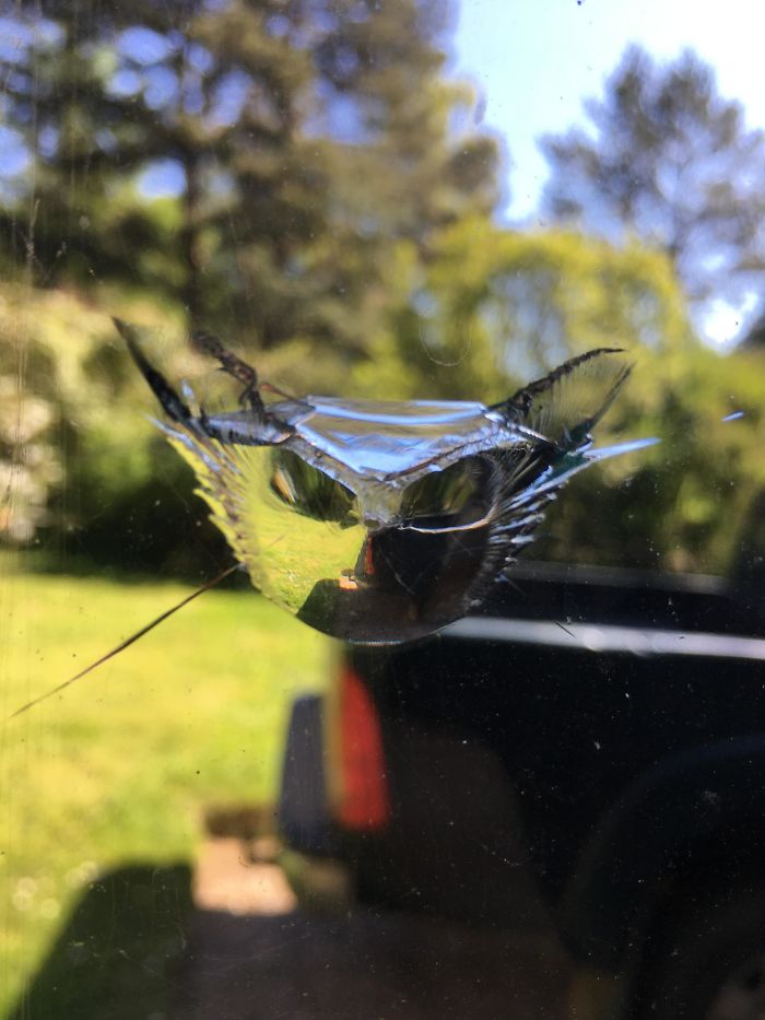 This Chip In My Window Looks A Bit Like A Cat