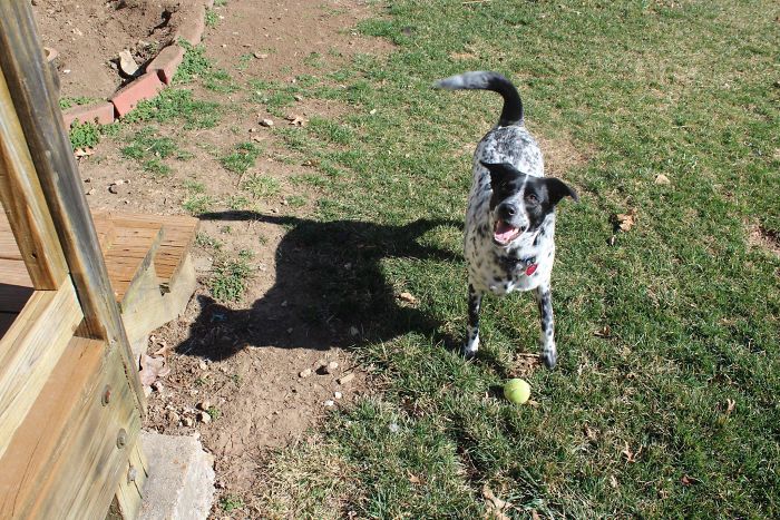 Dog's Shadow Looks Exactly Like A Cat