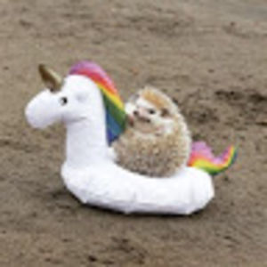 sophiayarborough avatar