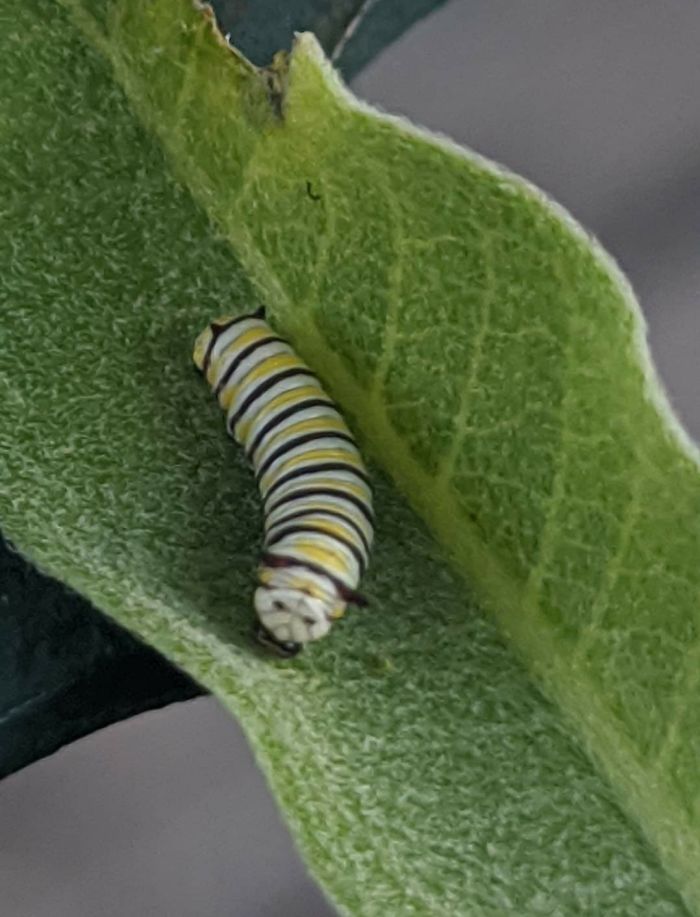 My Friend Is Raising Caterpillars With Her Kids. Its Face Looks Like Diabeetus Cat