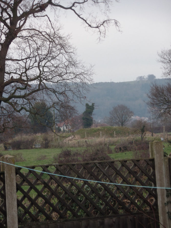 This Tree Behind My House Looks Like A Cat Turning Back To Look At Me